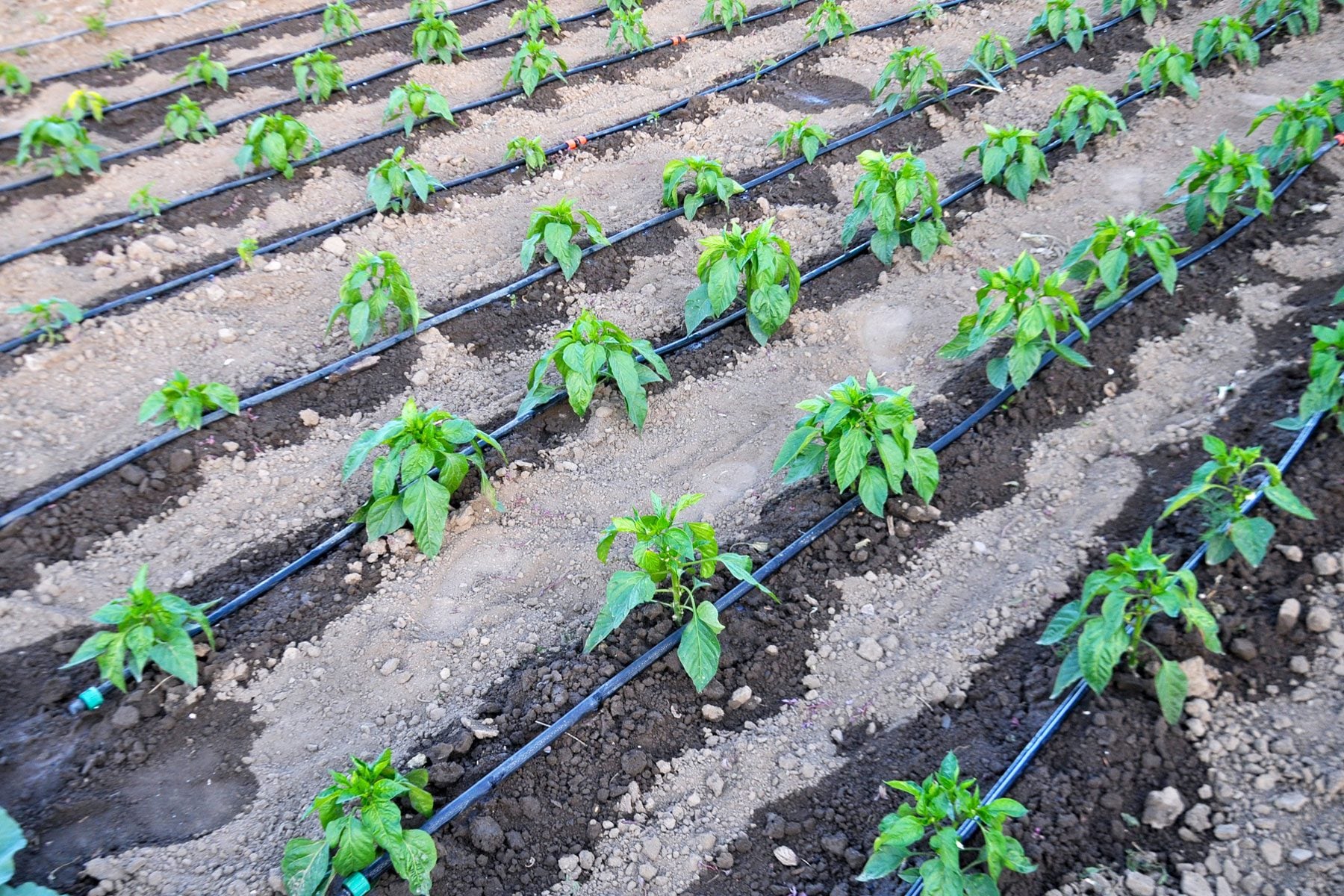 Drip-Irrigation-for-Vegetables_GettyImages-1922755414_FT